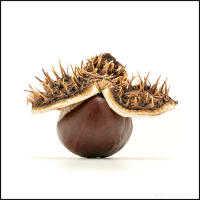 Split Conker