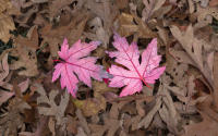 Fall Leaves ~ Standing Out